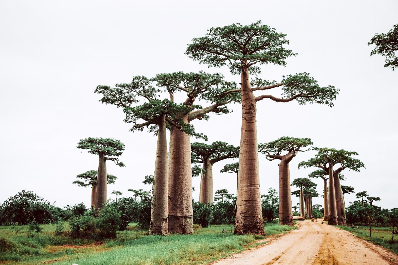 Madagascar eSIM