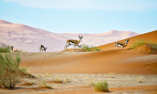 Namibia eSIM